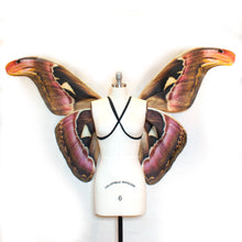 Large Moth Costume Wings Atlas MOTH Halloween Costume or Fairy Wings