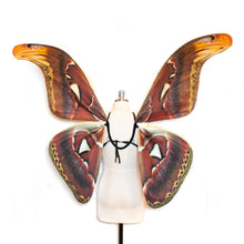 Large Moth Costume Wings Atlas MOTH Halloween Costume or Fairy Wings