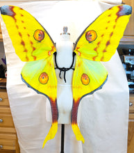 Comet Moth Costume Wings Madagascan Moon Moth Large