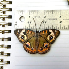 Buckeye Butterfly Hair Barrette or Brooch - Butterfly Hair Clip